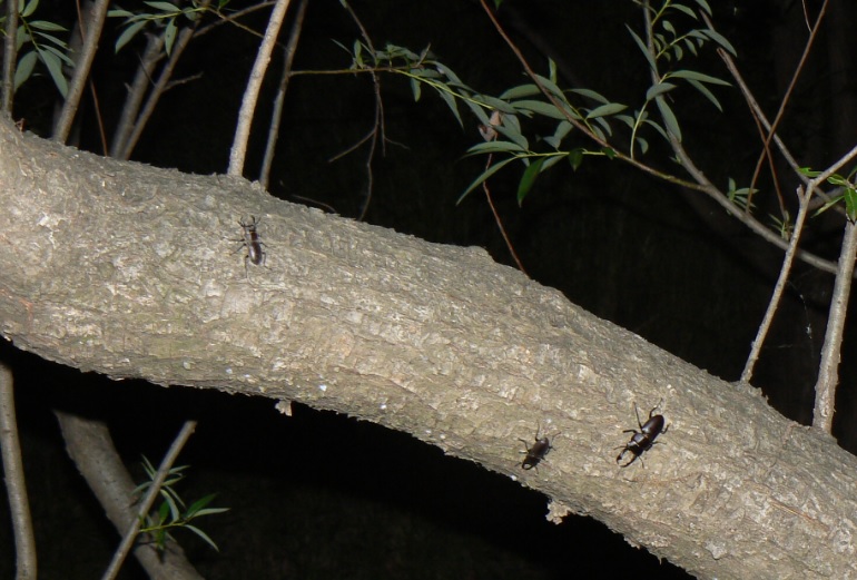 ヤナギ林の枝がくねくねしたヤナギ_コクワガタ3♂_2021年5月14日19時45分頃 気温21度